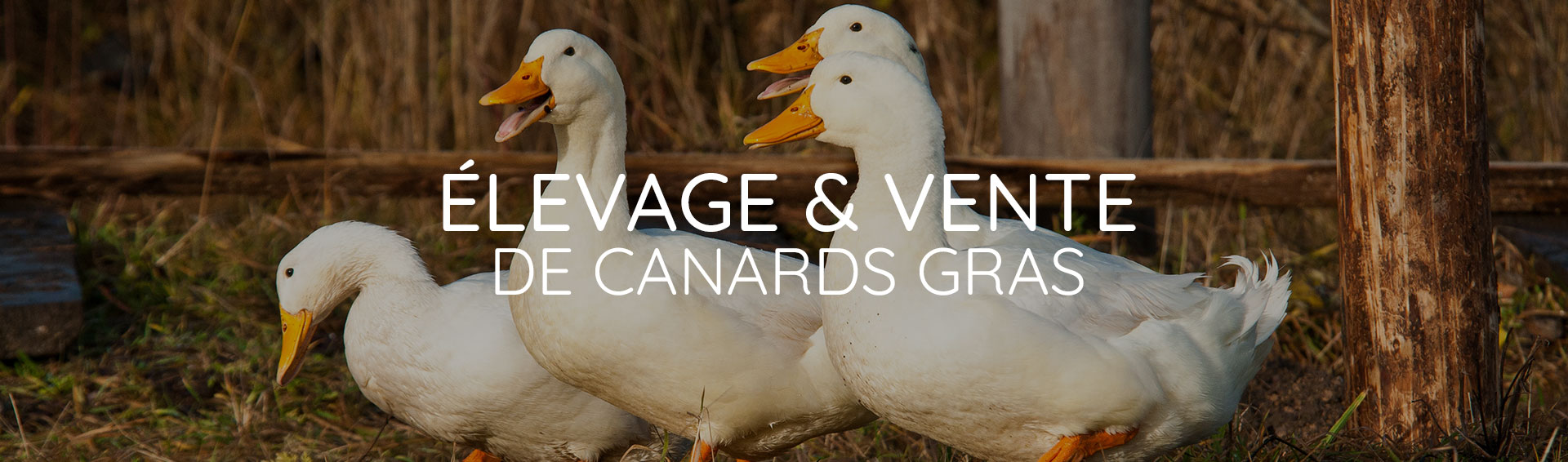 éleveur et producteur de canards à tarbes éleveur et producteur de canards à tarbes