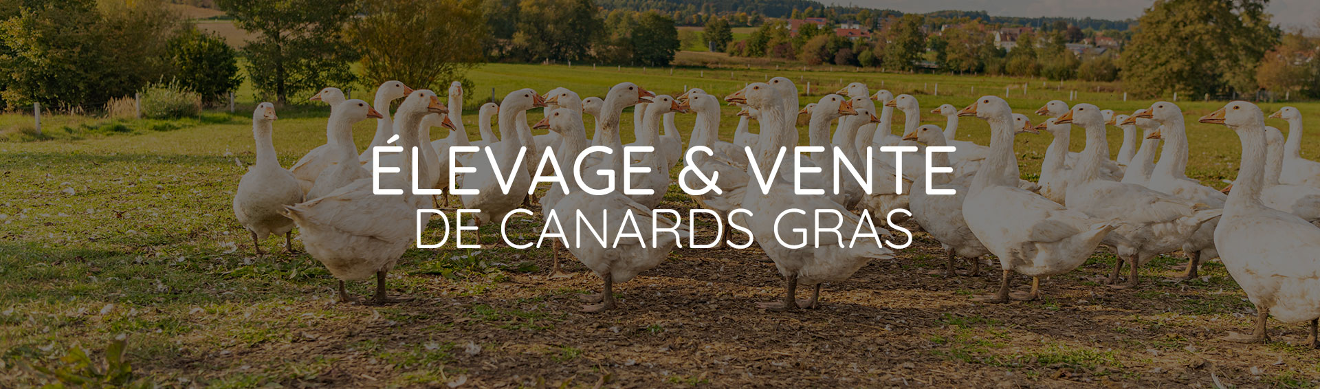 éleveur et producteur de canards à tarbes éleveur et producteur de canards à tarbes