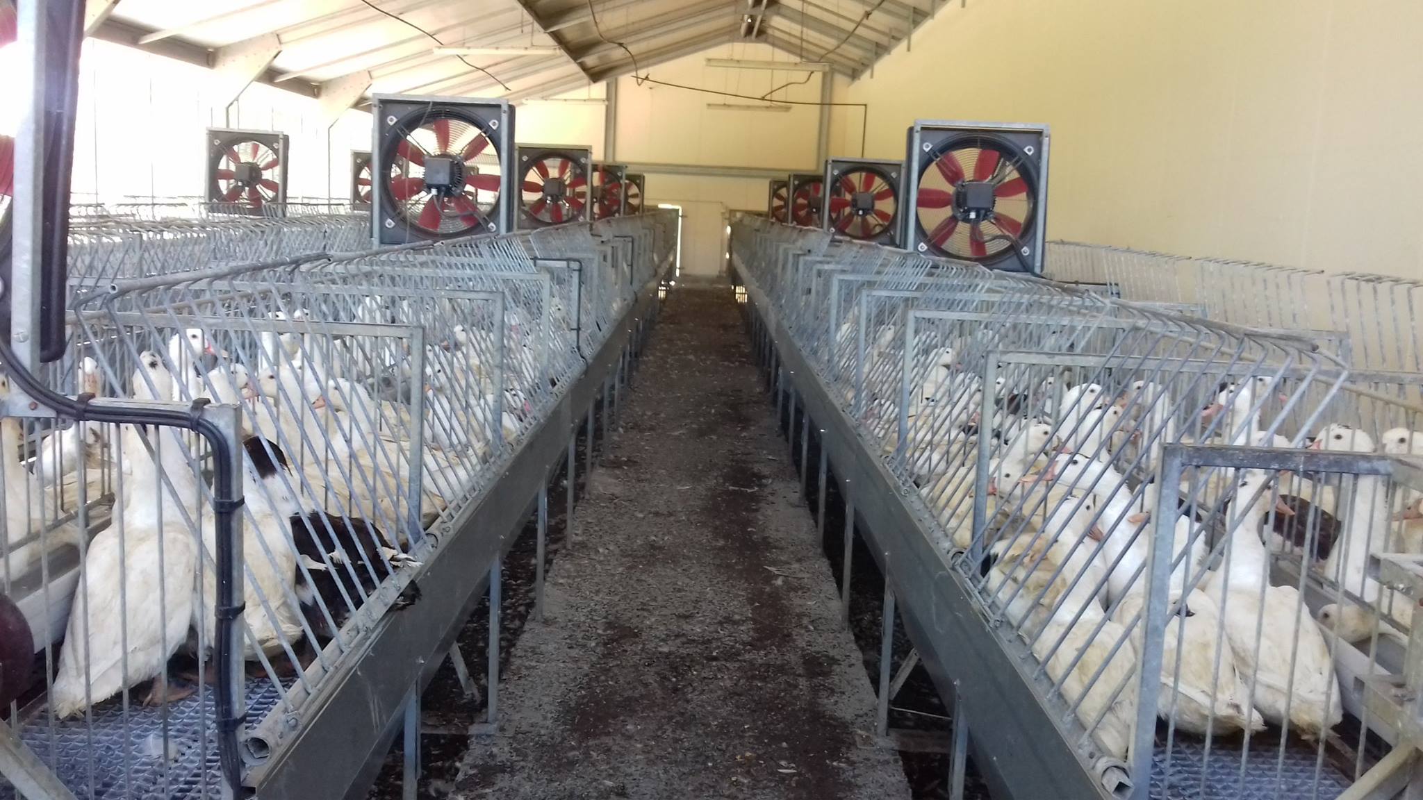 Tout sur l’élevage de canards de la Ferme de Moura à Bordes !