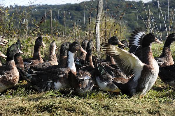 Éleveur et producteur de canards à Tarbes